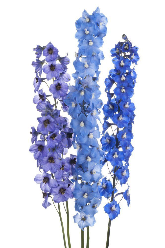 Delphinium Flowers and their meaning