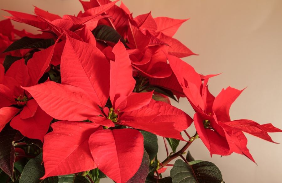 The origination of Poinsettias and their meaning