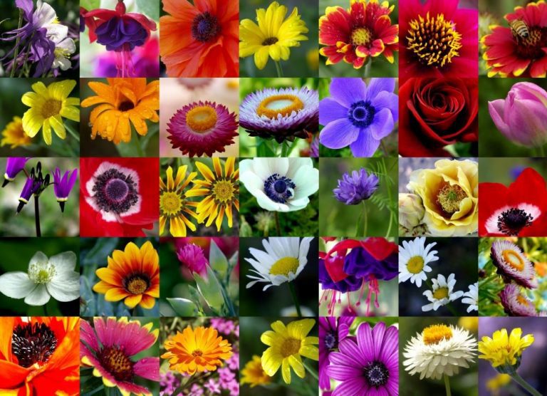 The Origin and Meanings of Your Favorite Flowers