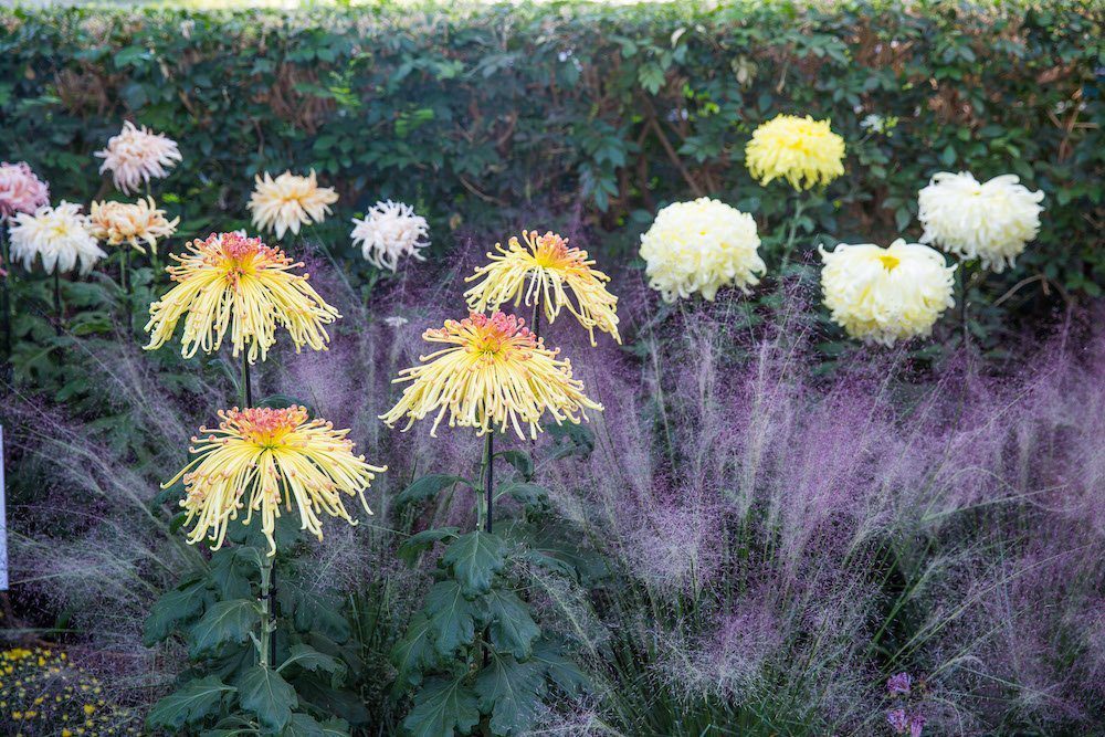 All About the Chrysanthemum  Flower Kingdom Palm Beach Gardens