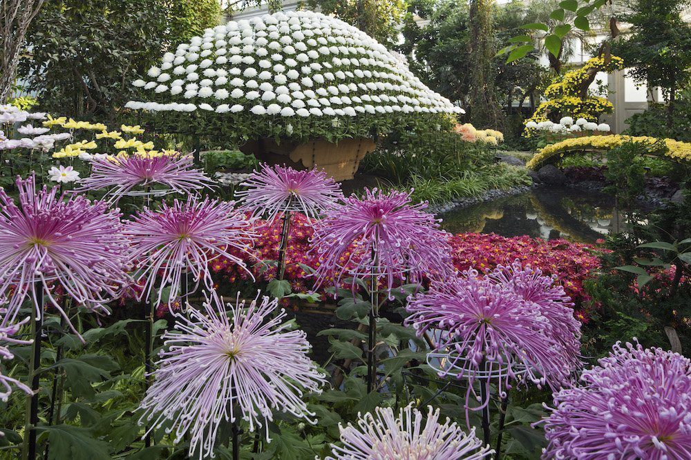 Chrysanthemums  Chicago Botanic Garden