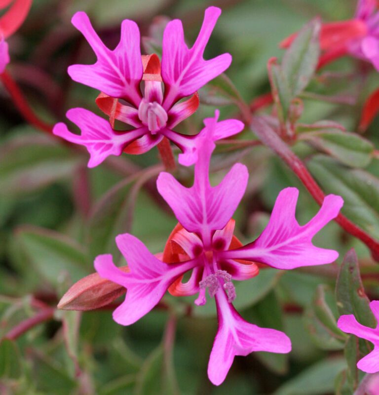 did-you-know-lewis-clark-discovered-the-clarkia-flower