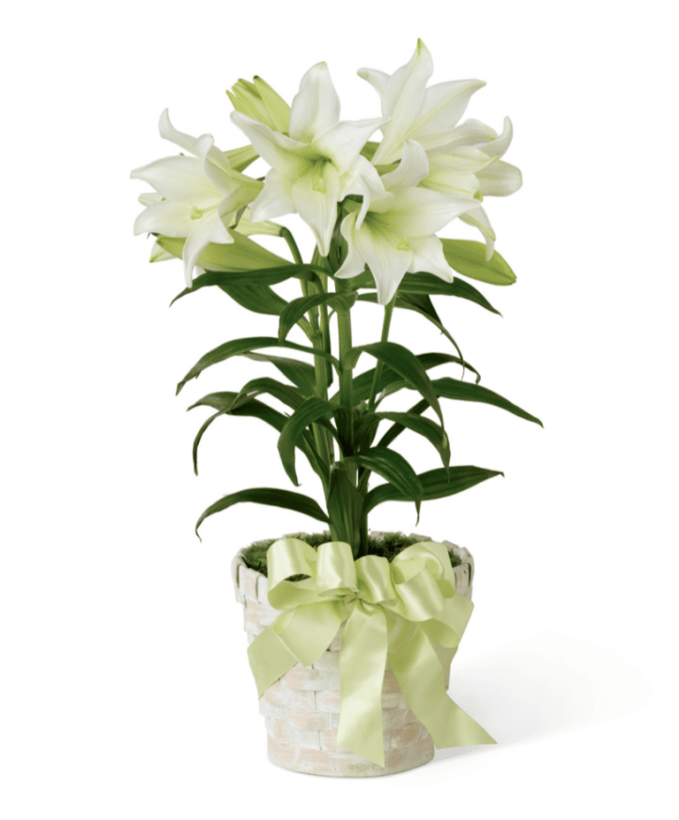 the-floral-meaning-and-history-of-the-easter-lily