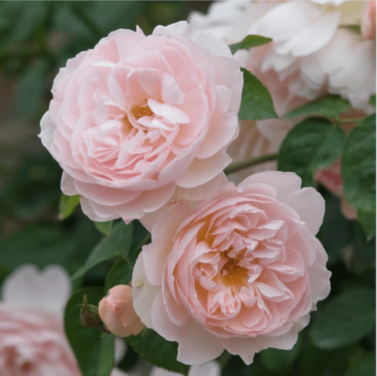 the-12-most-fragrant-fab-david-austin-rose-bushes
