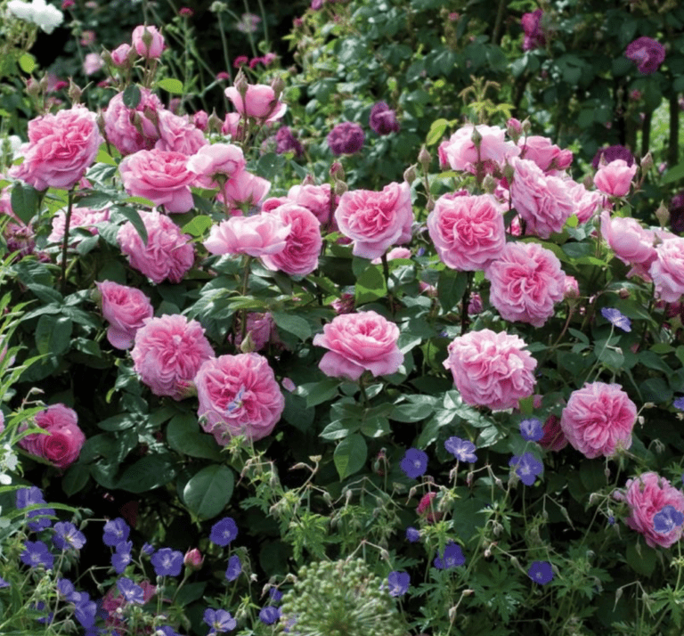 The 12 Most Fragrant Fab David Austin Rose Bushes