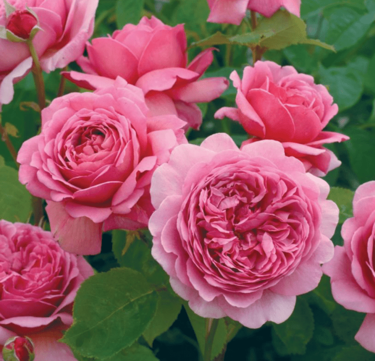 The 12 Most Fragrant Fab David Austin Rose Bushes