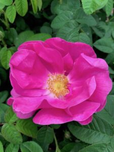 Oldies but Goodies: The 4 Most Ancient Roses Still Popular Today
