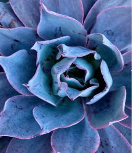 A close up of a blue succulent flower.