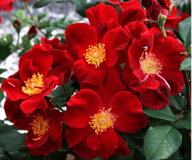 In the Olympics of Roses, These 6 Rose Bushes Are Superstars