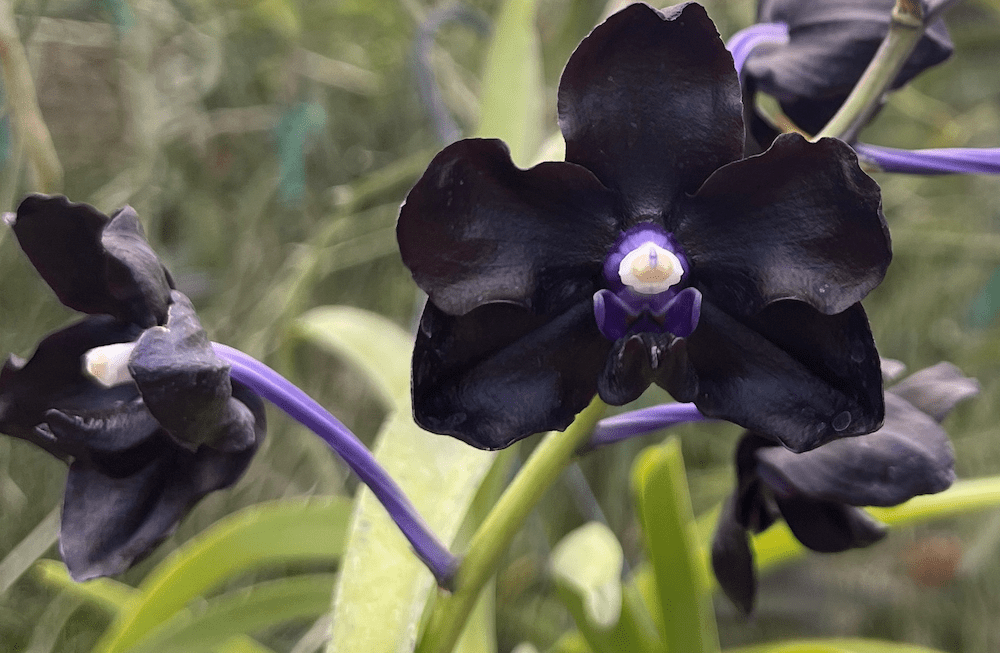 On National Orchid Day - Meet the FIRST Black Vanda Orchid