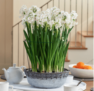 White daffodils in a basket on a table.