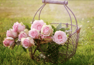 Pink roses in a basket on the grass.