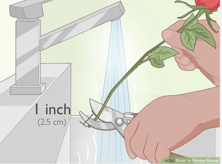 Tips to Revive Your Drooping Wilting Vase Roses It Works!