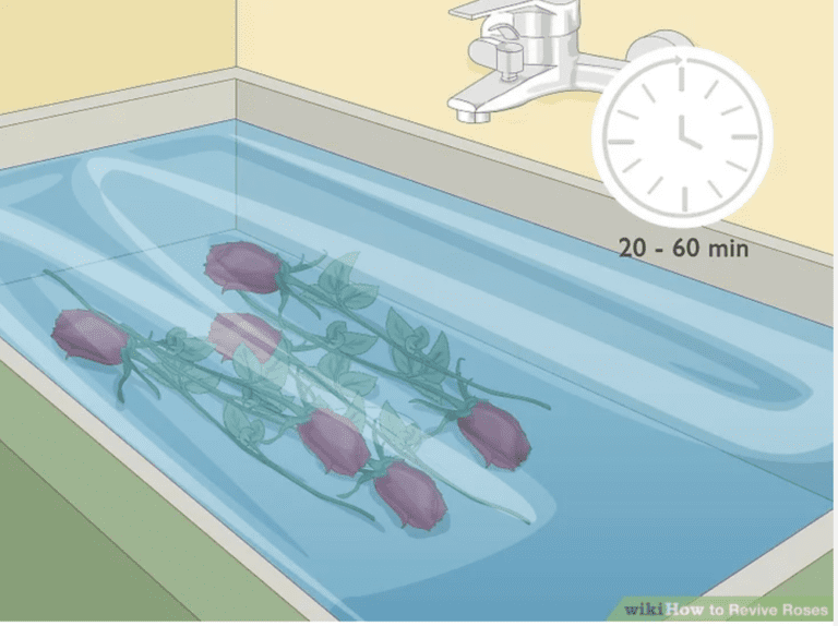 Tips to Revive Your Drooping Wilting Vase Roses It Works!