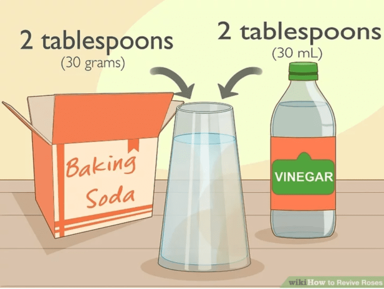 Tips to Revive Your Drooping Wilting Vase Roses It Works!