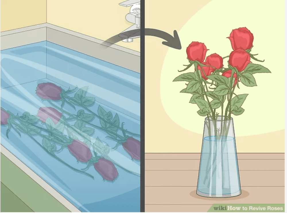 Как оживить розы кипятком. Как оживить розы в вазе в домашних условиях. Как реанимировать розы в ванной. Как реанимировать розы в холодной воде в ванне. Как реанимировать розы в вазе с водой в домашних условиях.