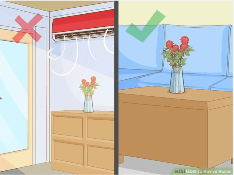 Tips to Revive Your Drooping Wilting Vase Roses It Works!