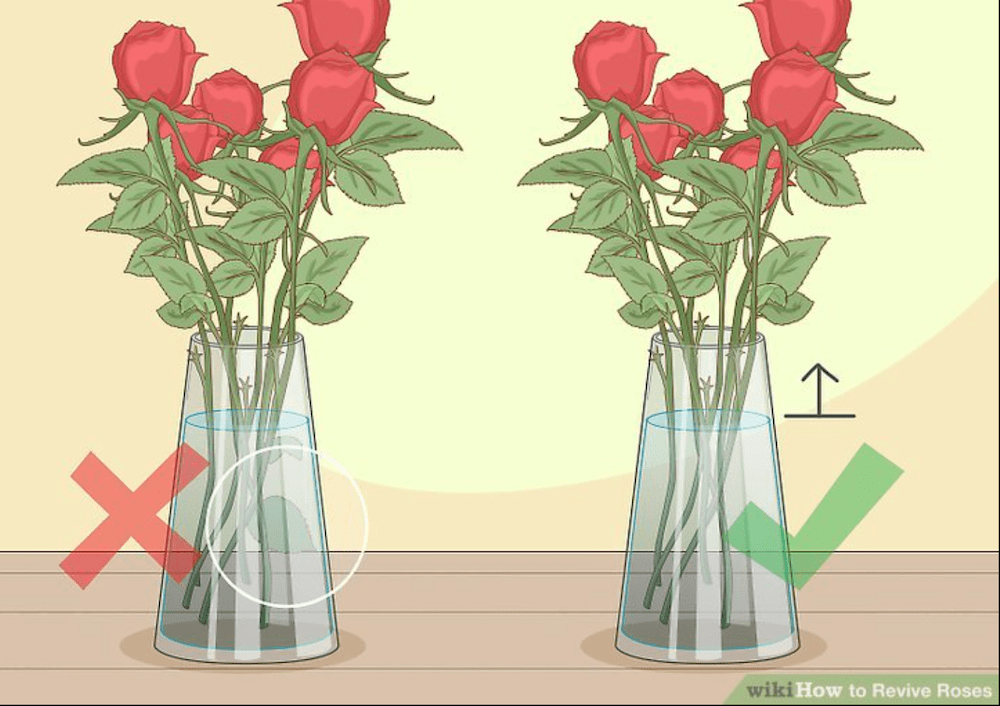 Как реанимировать букет роз