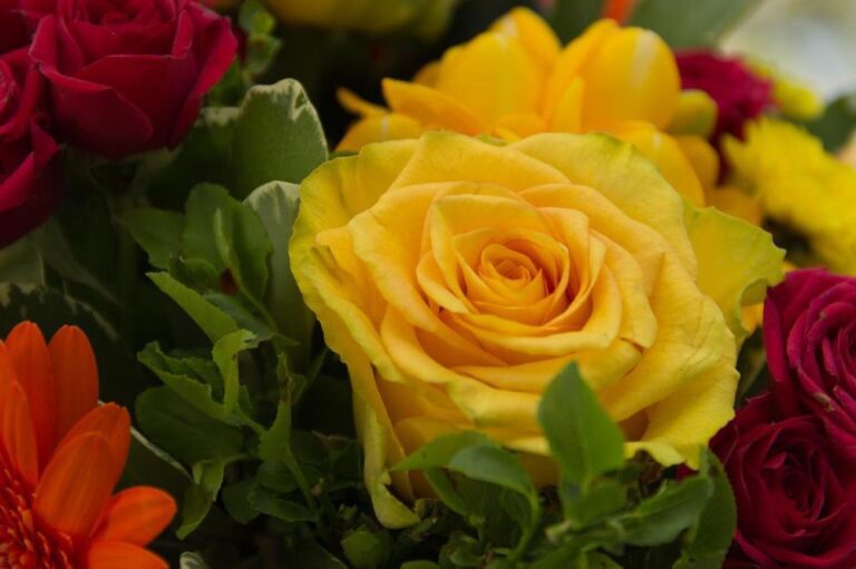 How Women's Right To Vote Impacted Perception of Yellow Rose