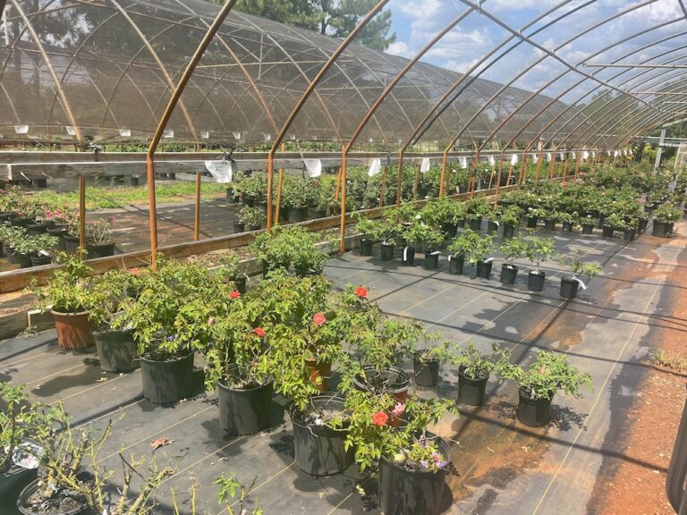 Want TRULY Fragrant Roses? Chamblee Rose Nursery Has Them