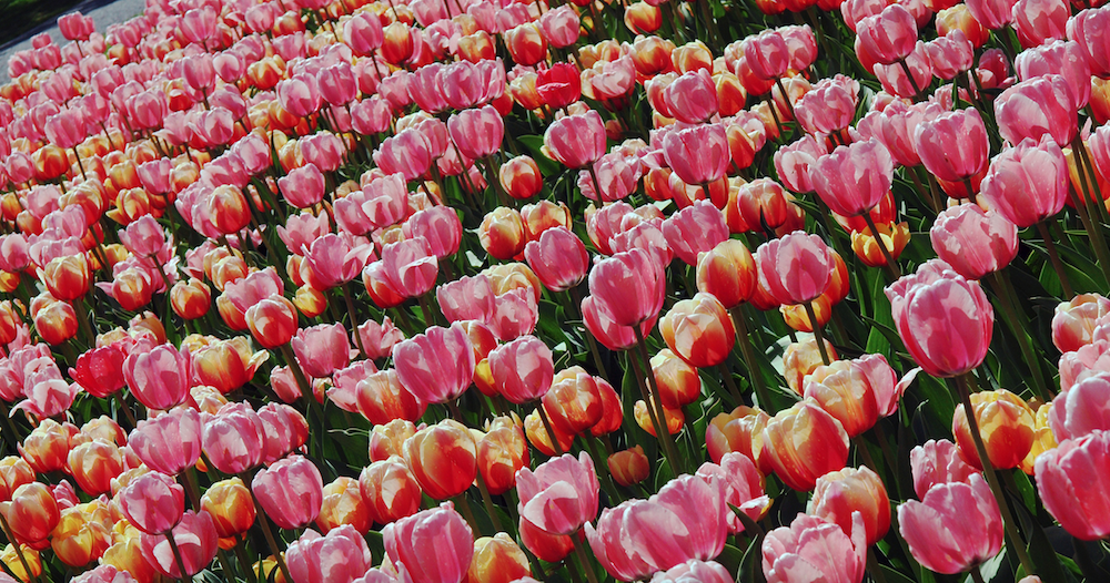 the-8-greatest-tulip-festivals-in-the-world