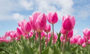 Pink tulips in a field against a blue sky.