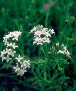White color flowers on the display of the website