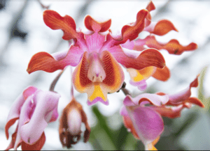 A close up of a pink and orange orchid flower.