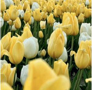 A field of yellow and white tulips.