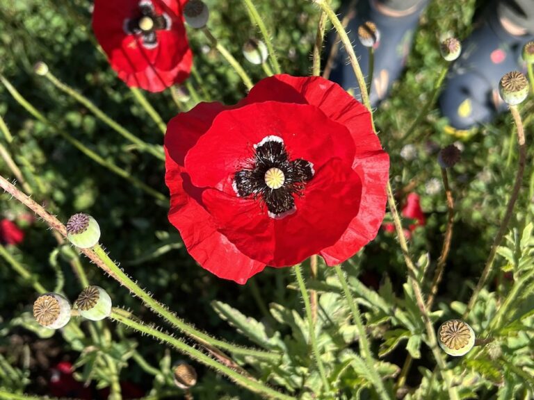 National Poppy Day Why the Flower Matters