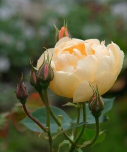Closeup shot of orange rose and the buds