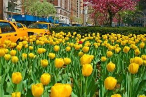 Yellow tulips in front of a taxi cab.