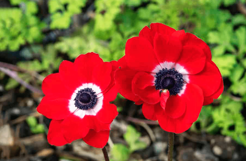 Anemones Symbolize the Resilience and Fragility of Israel