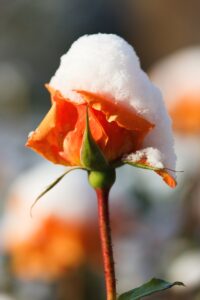 rose after snowfall