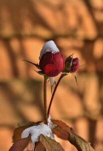 rose bud with snow