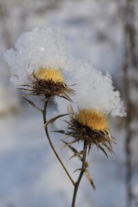 snowy flowers