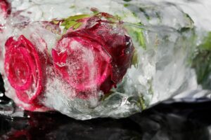 red roses in ice