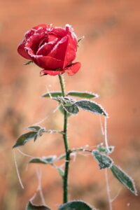 rose still blooming in frost