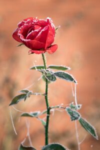rose with frost