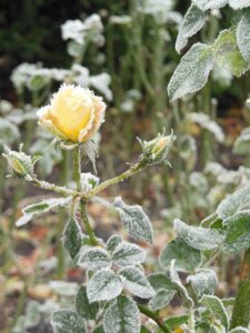 rosebuds in frost