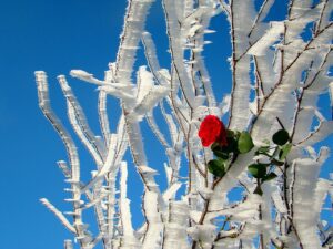 rose in snowy scene