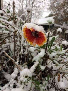 snowy scene with blooming flower