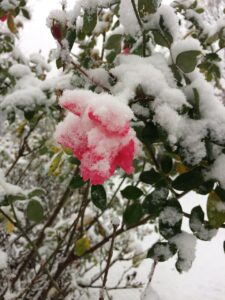 roses under snowfall