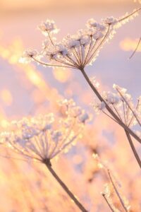 wildflowers with frost