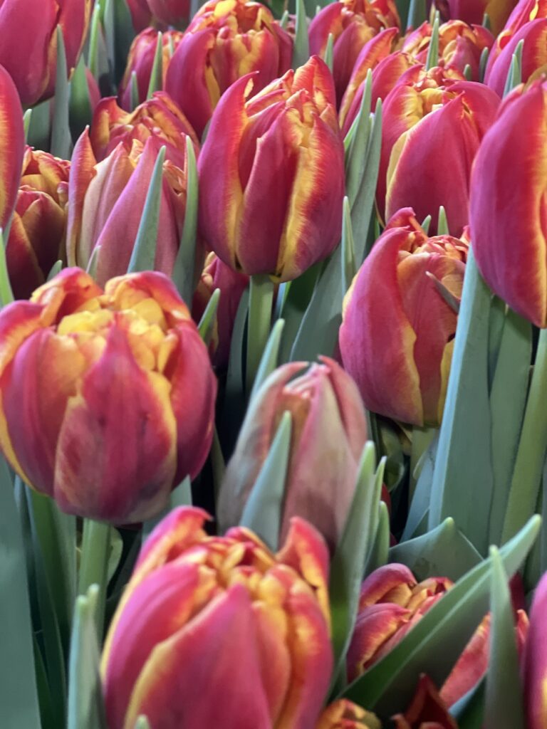 Double petaled tulips