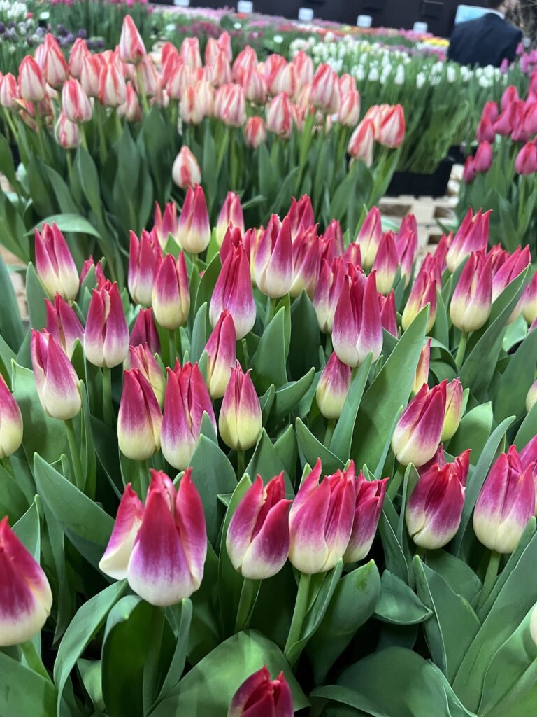 Trending pink and white tulips for 2024