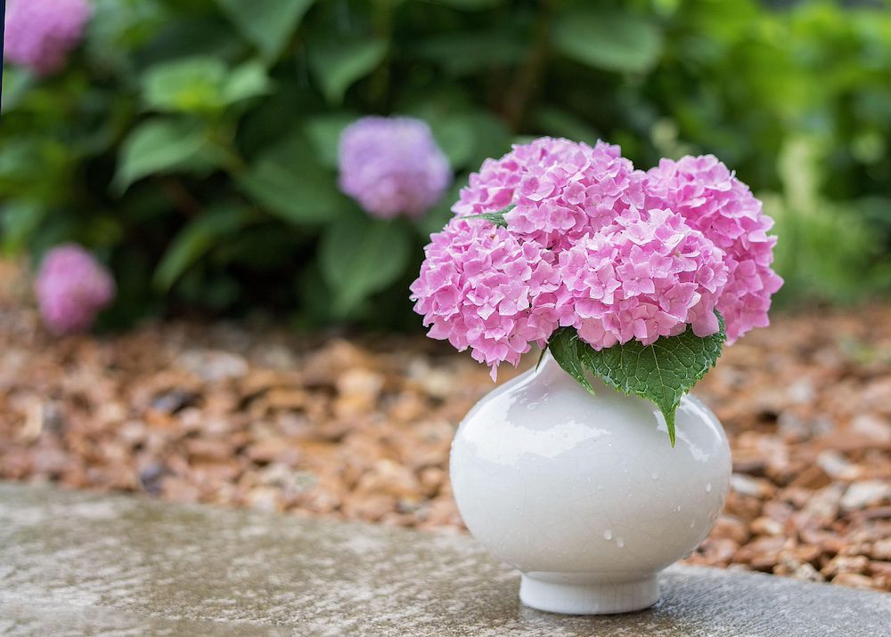 Hydrangeas are flowers that invite good luck