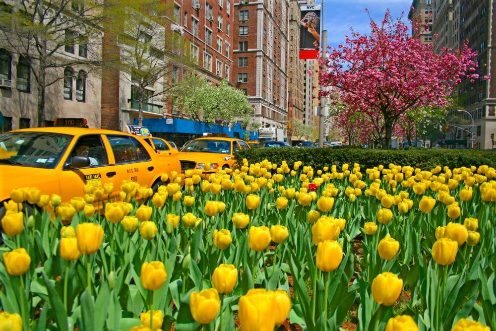 200,000 Tulips Will Blanket NYC – And Will Be Free for Visitors