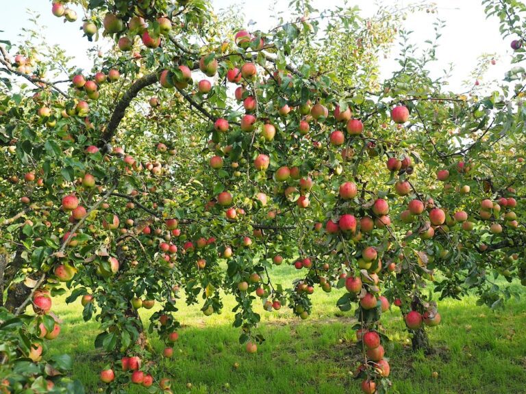 Apples are From Rose Family? 20 Fun Facts