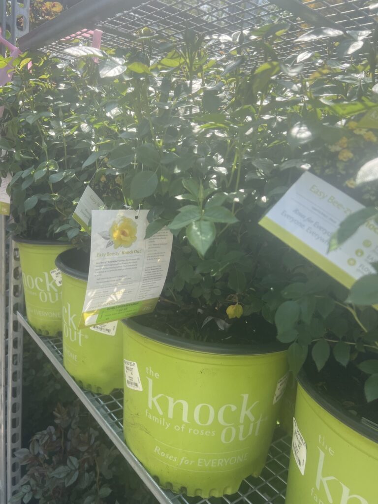 Knock Out Roses in nursery 